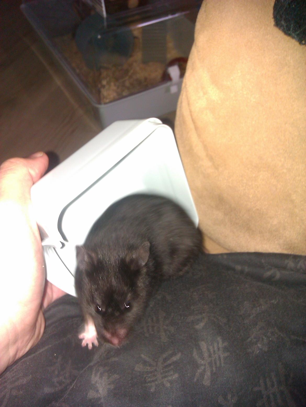 Hamster Black Pearl - nu stikker jeg af. gider ikke have taget billeder idag..... billede 3