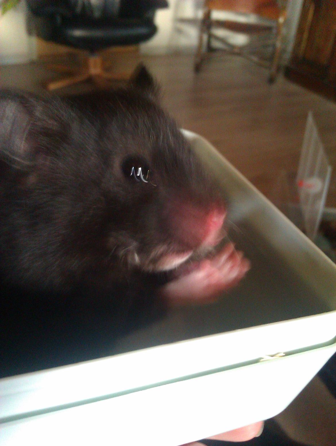 Hamster Black Pearl - kan man ikke engang få fred når man skal vaskes.. billede 4