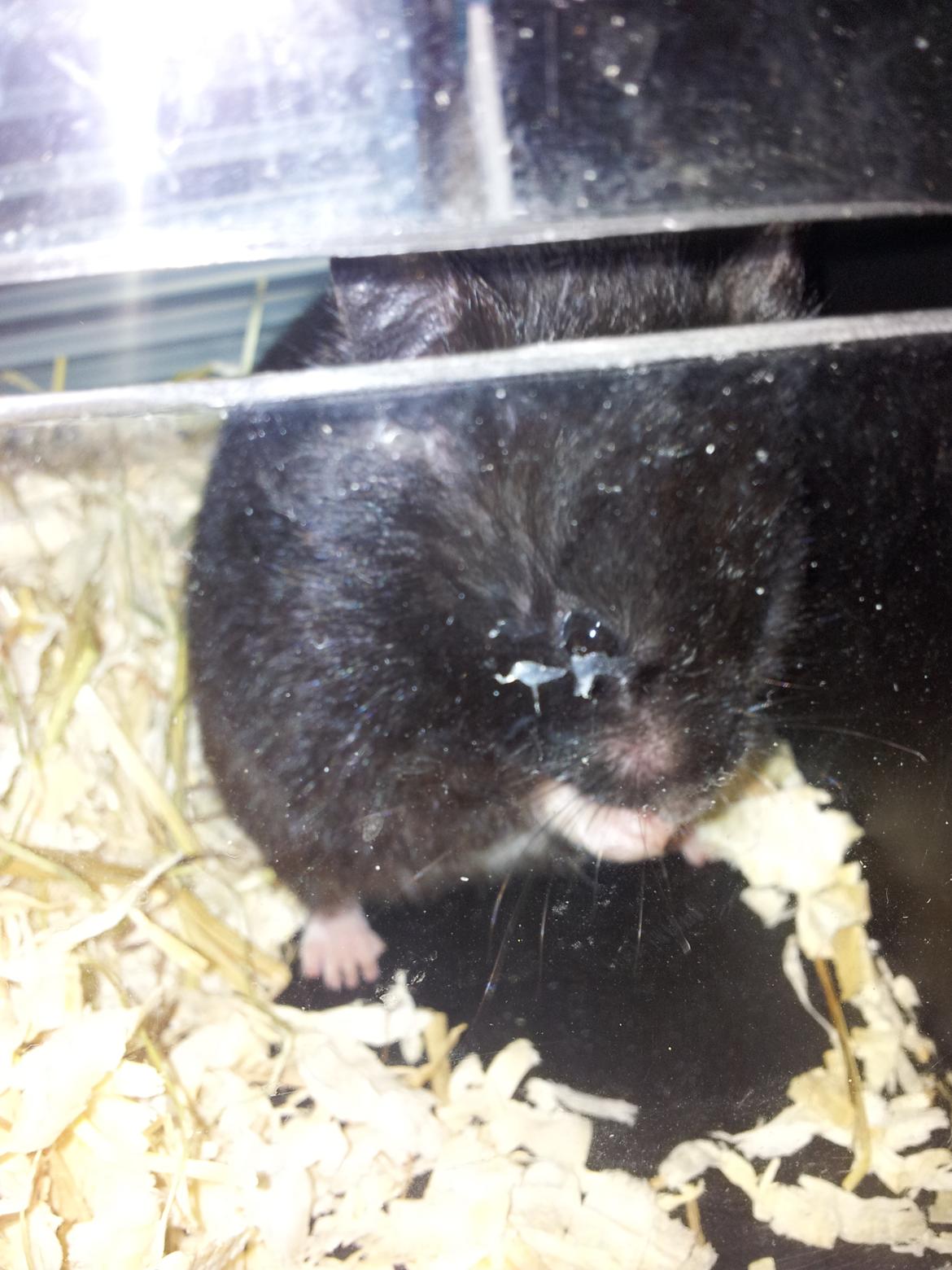 Hamster Black Pearl - bom bom bom. her sidder jeg så.. billede 5