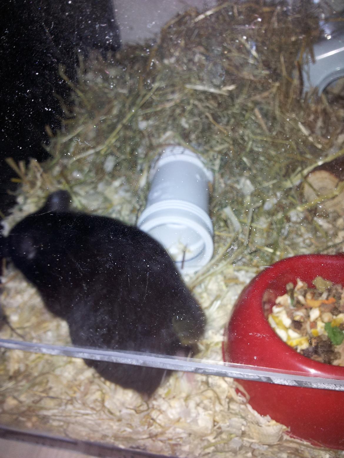 Hamster Black Pearl - :D billede 6