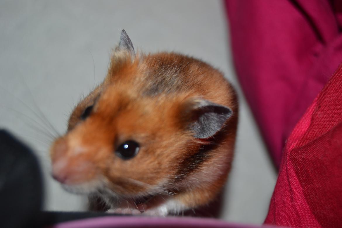 Hamster Torne-Rose billede 7