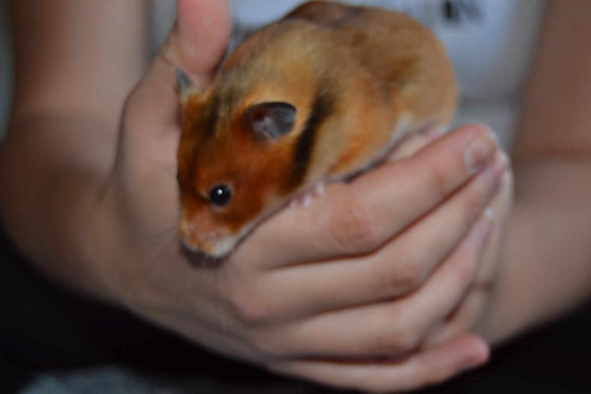 Hamster Torne-Rose billede 1