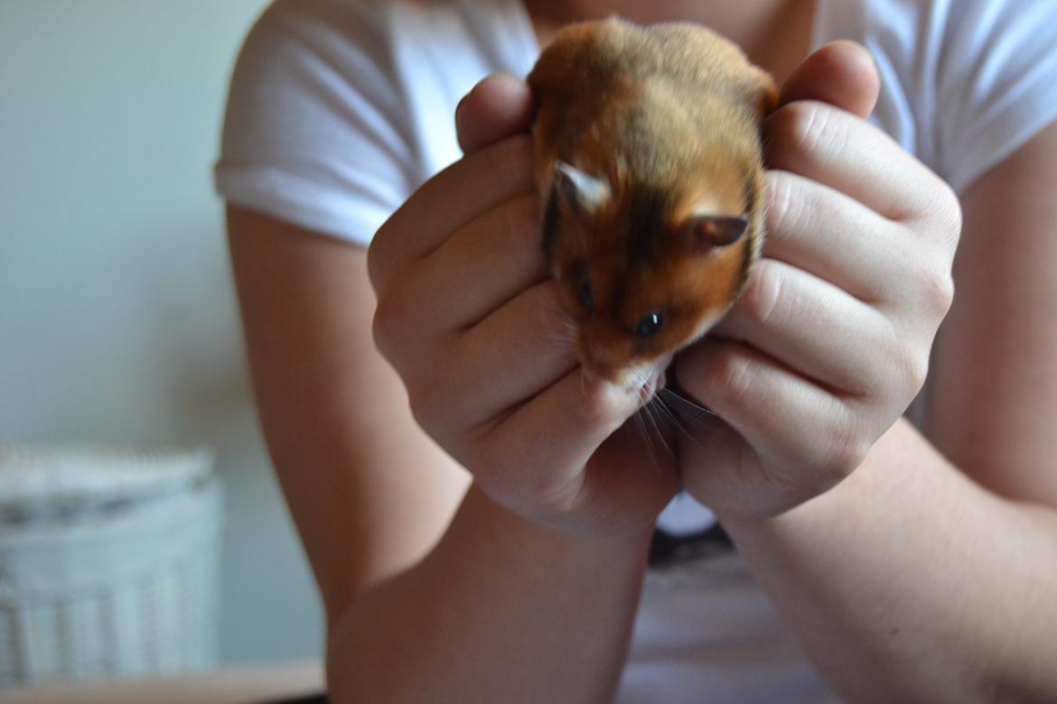 Hamster Torne-Rose billede 2