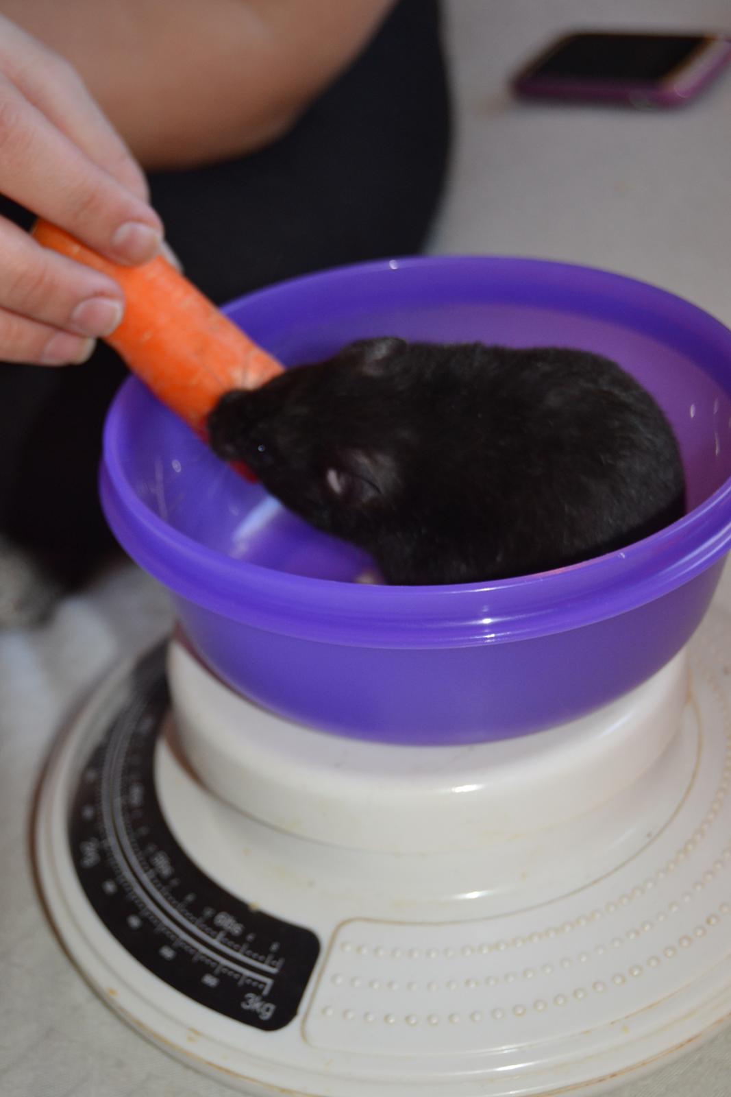 Hamster Black Pearl billede 7