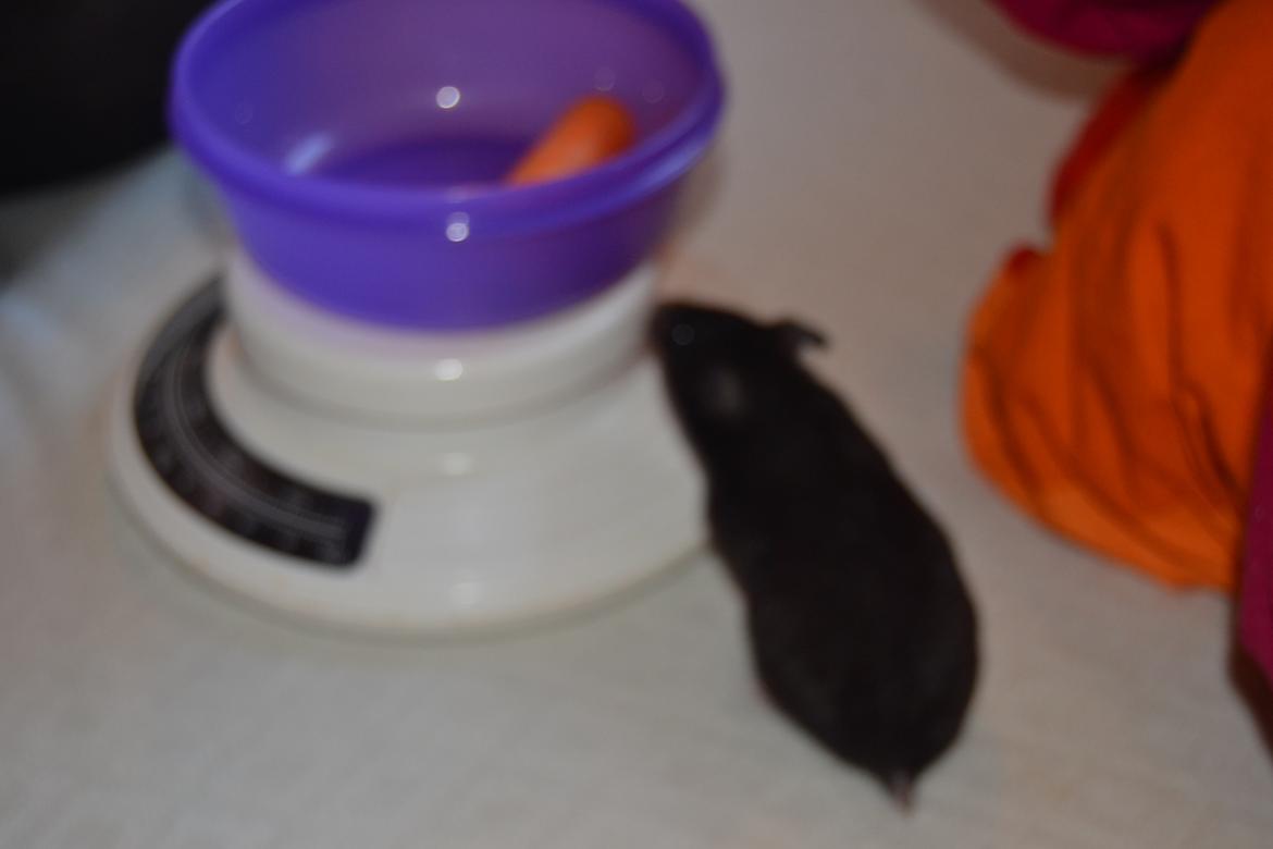 Hamster Black Pearl billede 8