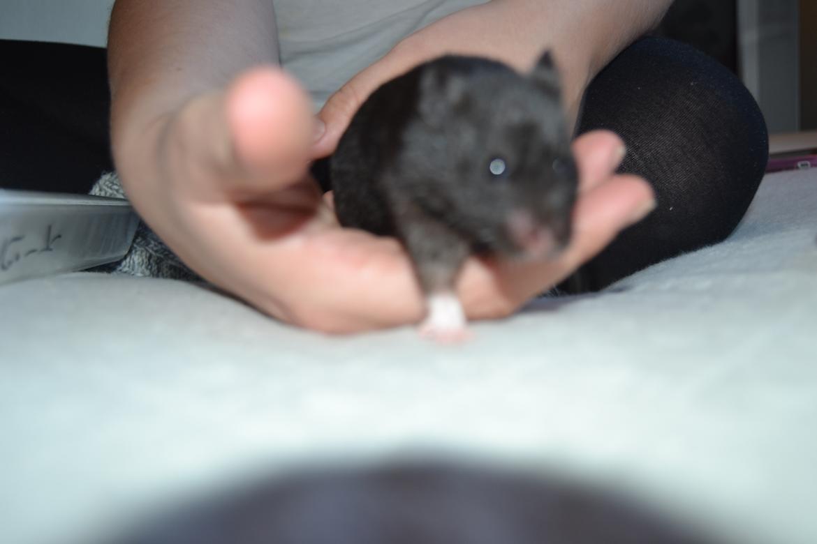 Hamster Black Pearl billede 9
