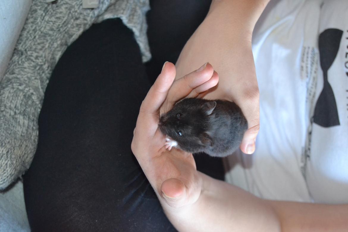 Hamster Black Pearl billede 10
