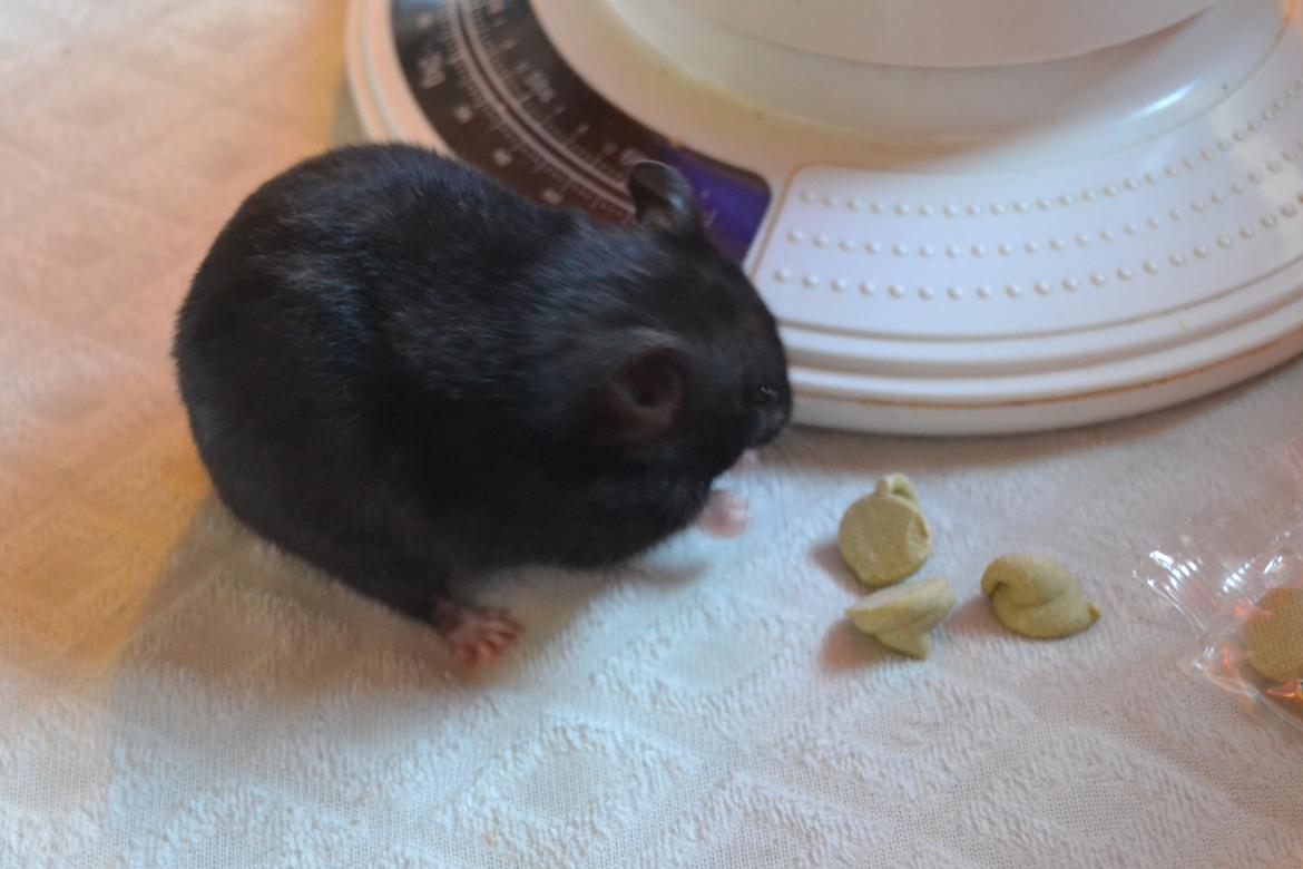 Hamster Black Pearl billede 11