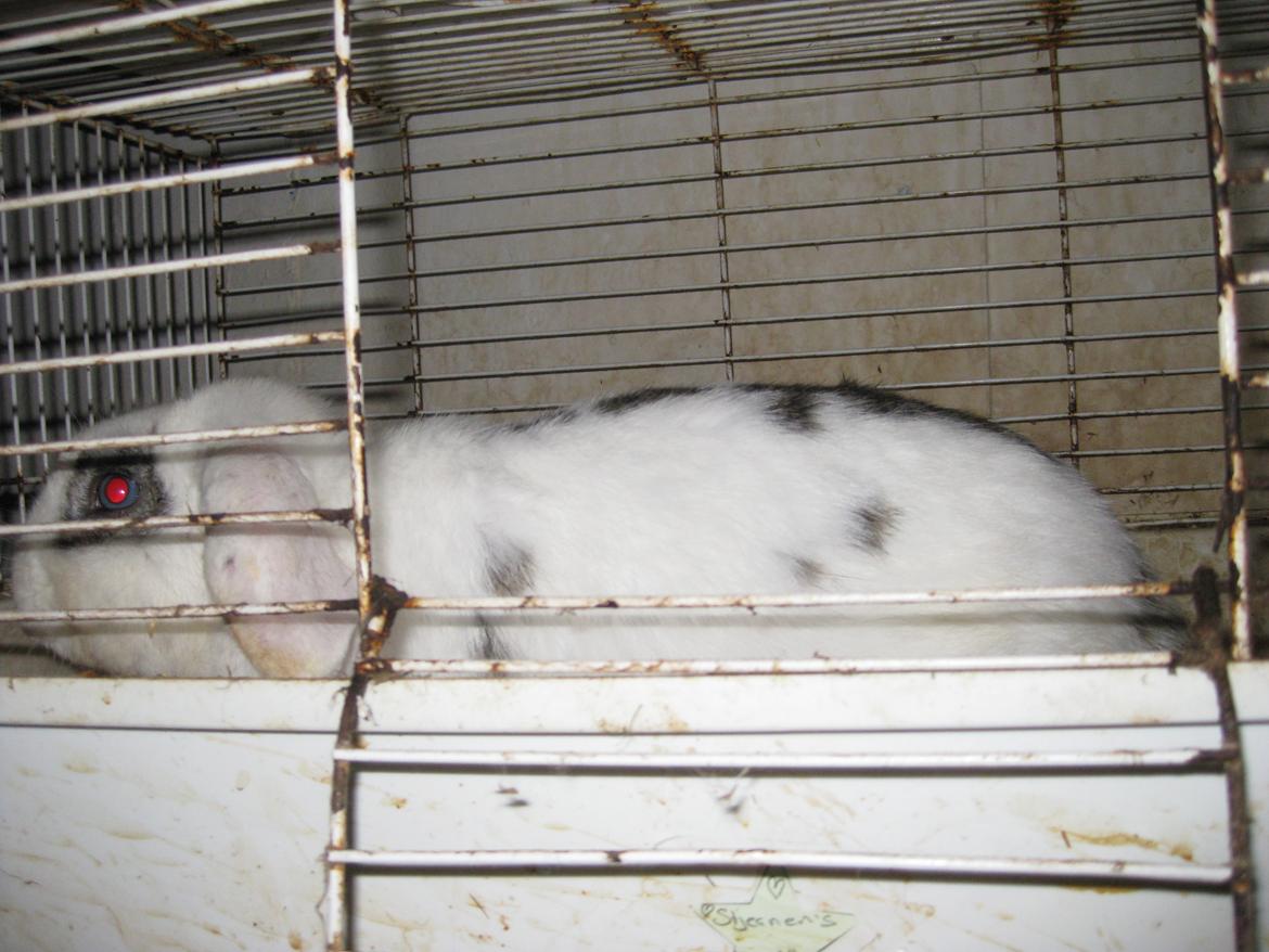 Kanin Stjernen´s bandito!<3 MIN CHARMETROLD!<3 billede 6