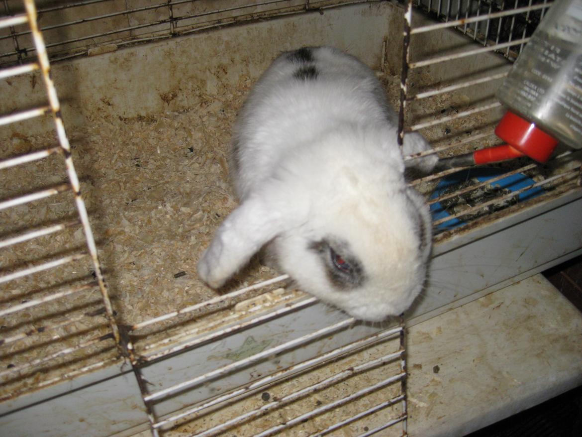 Kanin Stjernen´s bandito!<3 MIN CHARMETROLD!<3 billede 7