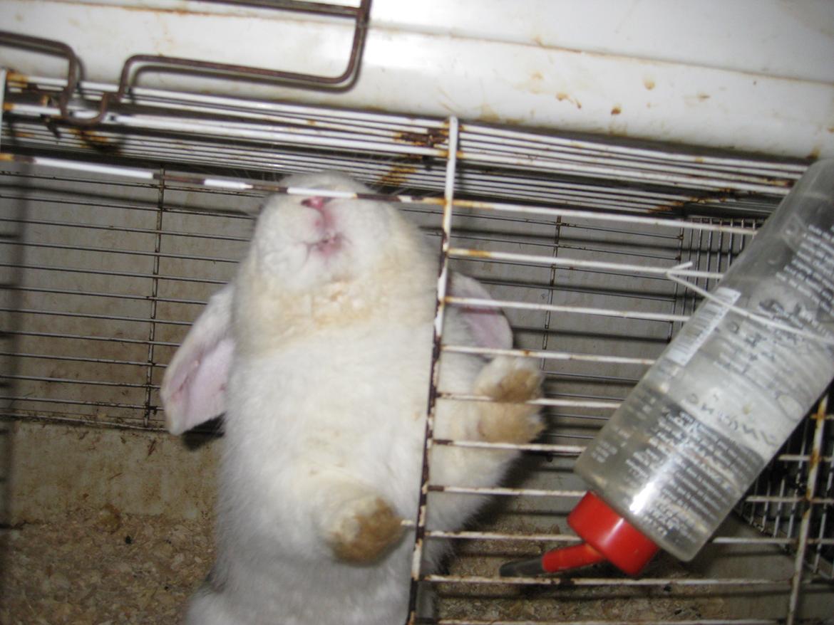 Kanin Stjernen´s bandito!<3 MIN CHARMETROLD!<3 billede 8