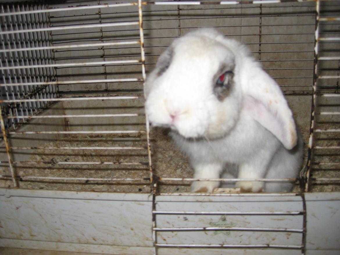 Kanin Stjernen´s bandito!<3 MIN CHARMETROLD!<3 billede 9