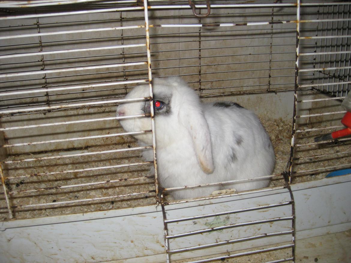 Kanin Stjernen´s bandito!<3 MIN CHARMETROLD!<3 billede 10