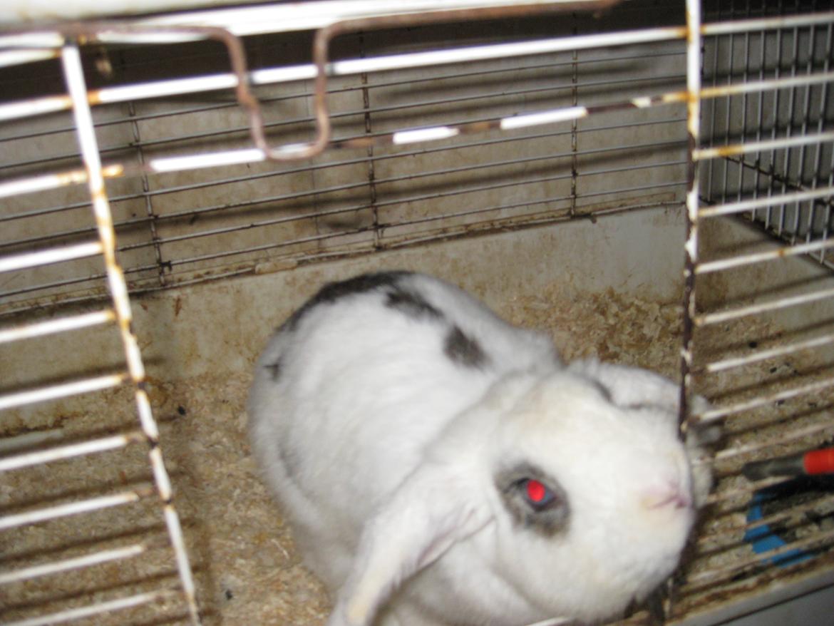 Kanin Stjernen´s bandito!<3 MIN CHARMETROLD!<3 billede 11