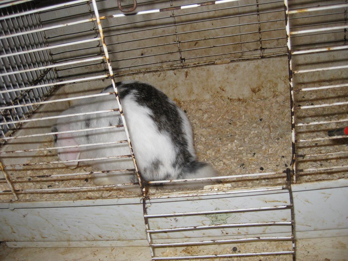 Kanin Stjernen´s bandito!<3 MIN CHARMETROLD!<3 billede 12