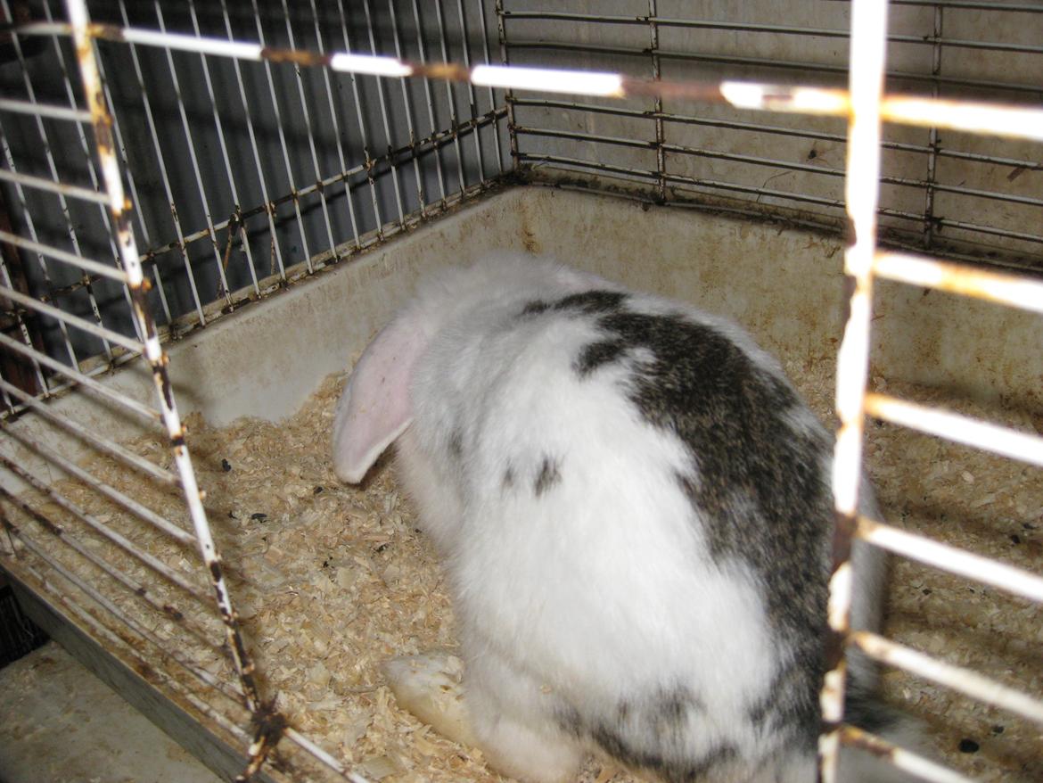 Kanin Stjernen´s bandito!<3 MIN CHARMETROLD!<3 billede 13