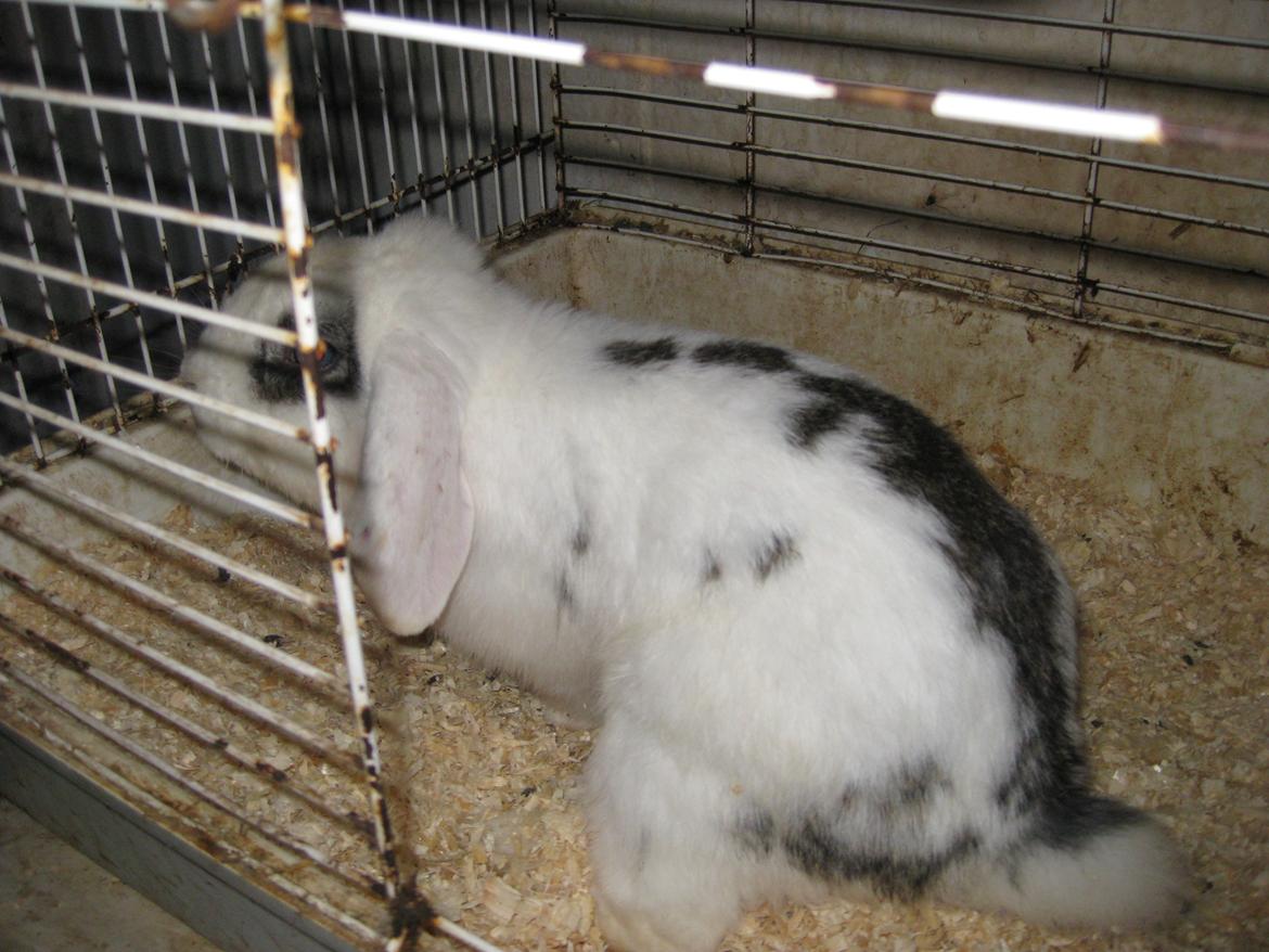 Kanin Stjernen´s bandito!<3 MIN CHARMETROLD!<3 billede 14