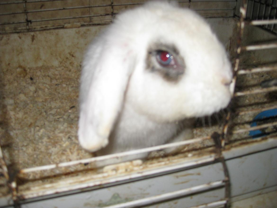 Kanin Stjernen´s bandito!<3 MIN CHARMETROLD!<3 billede 15