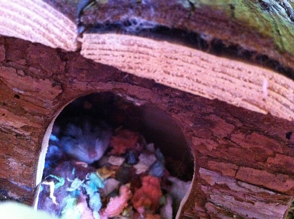 Dværghamster nuggi billede 1