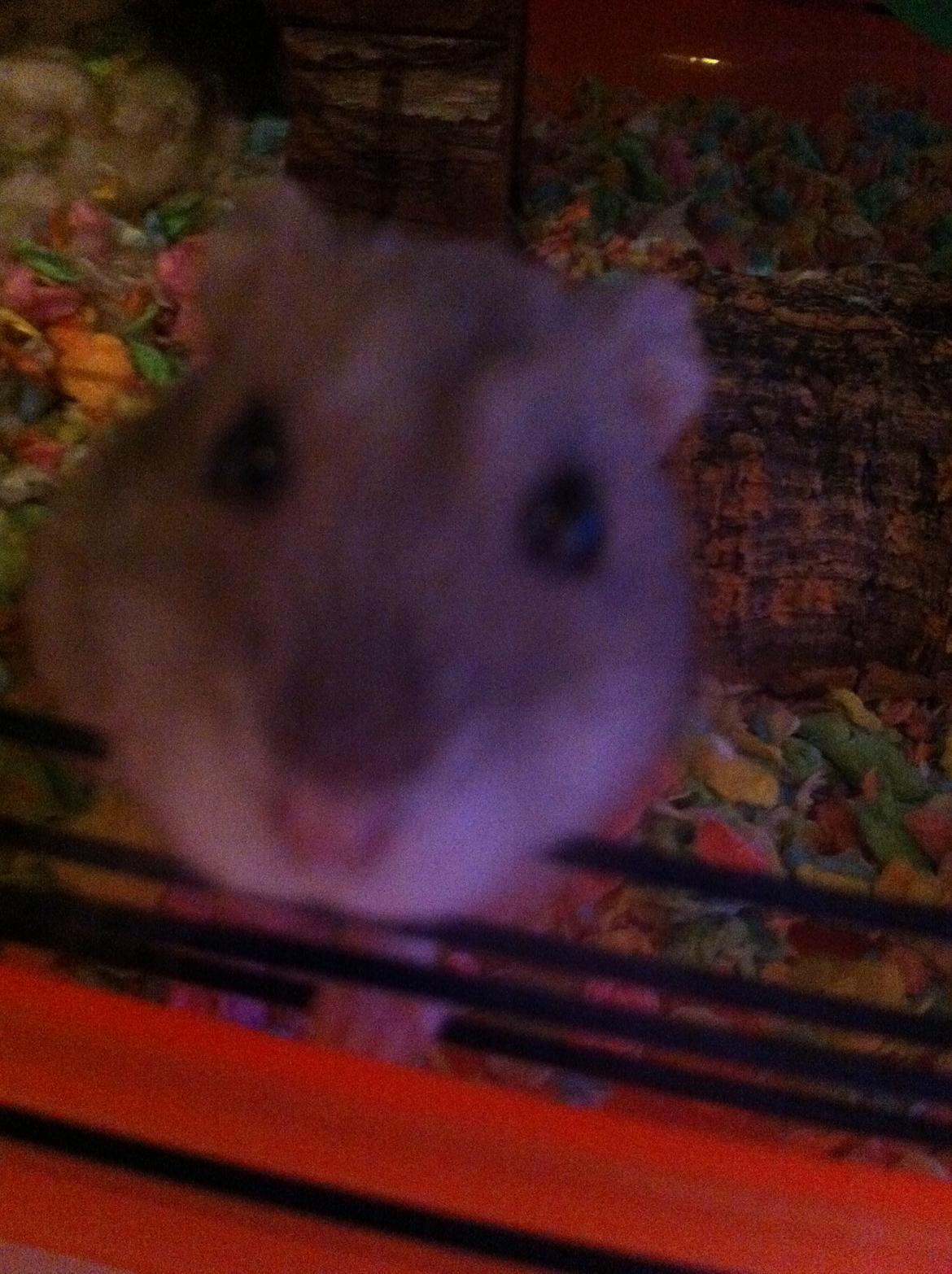 Dværghamster nuggi billede 2