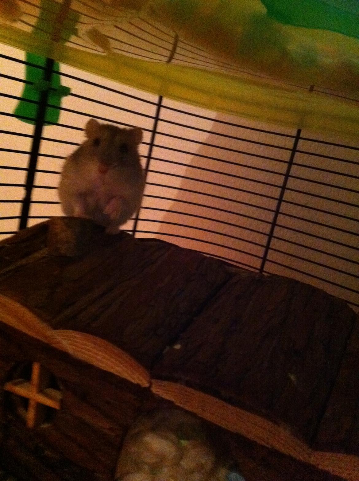 Dværghamster nuggi billede 3