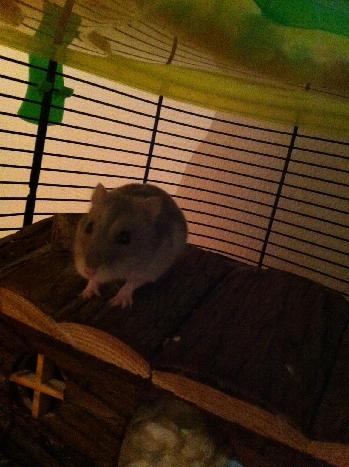 Dværghamster nuggi billede 4