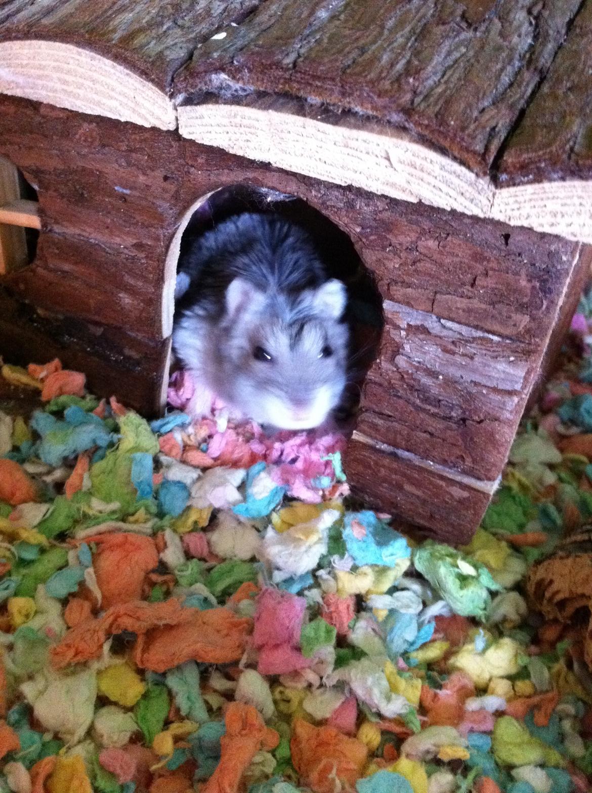 Dværghamster nuggi billede 5