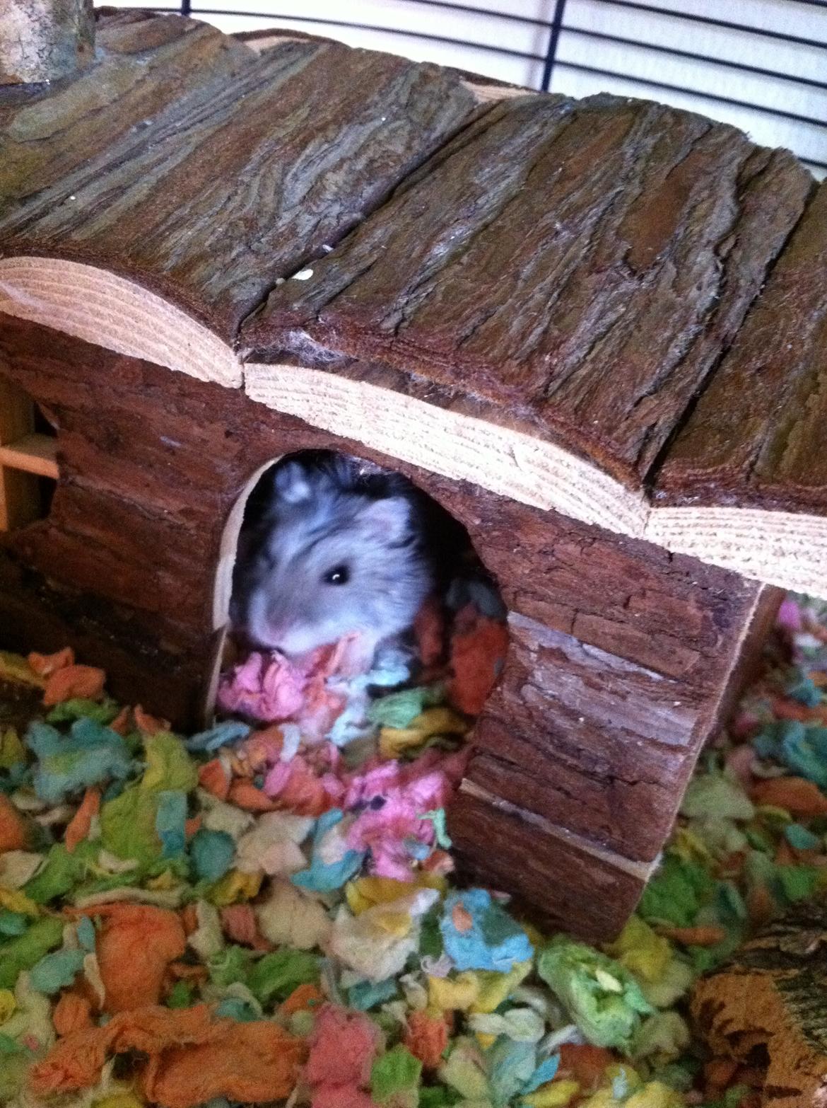 Dværghamster nuggi billede 6