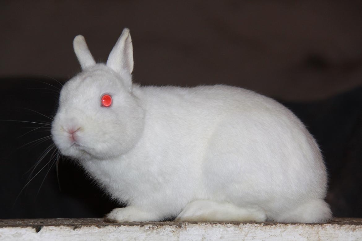 Kanin Sne (snemand) *hermelin* billede 2