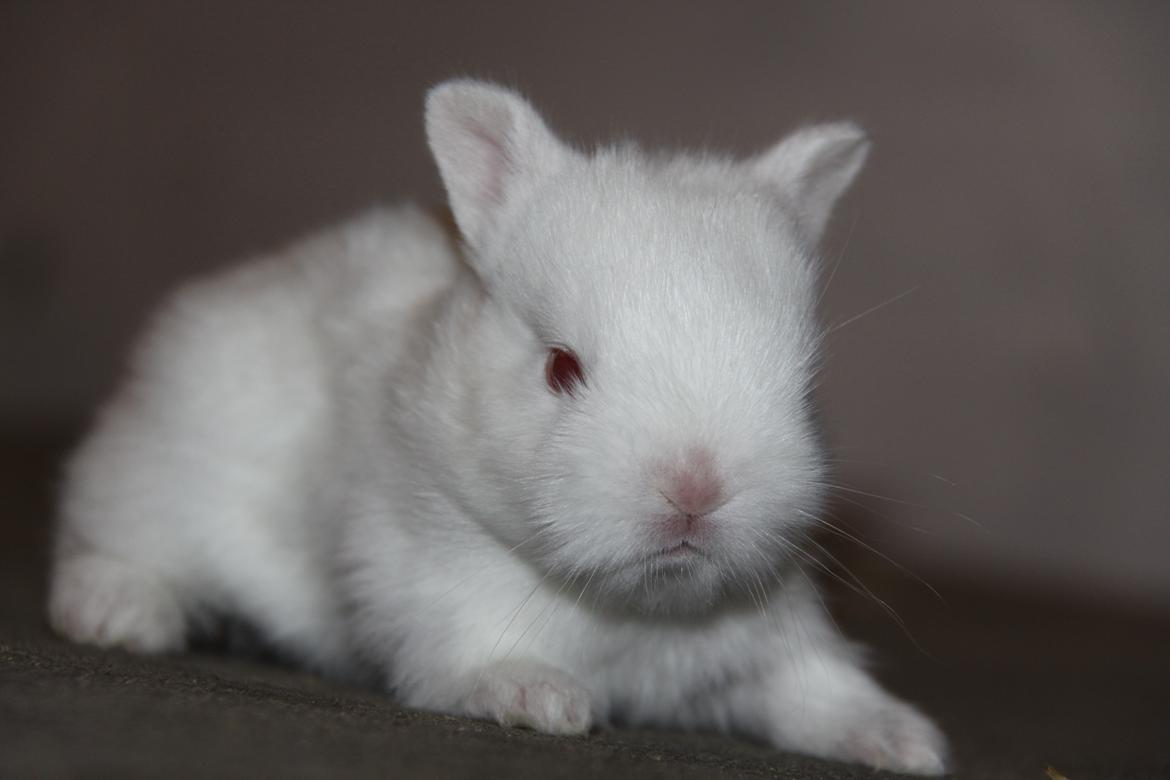 Kanin Sne (snemand) *hermelin* billede 3