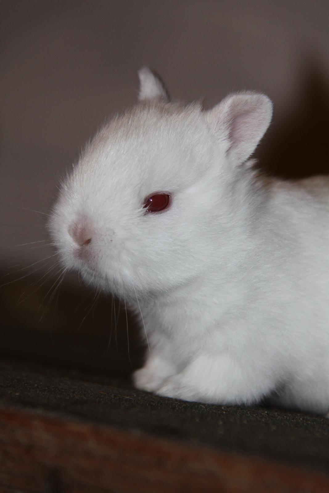 Kanin Sne (snemand) *hermelin* billede 4