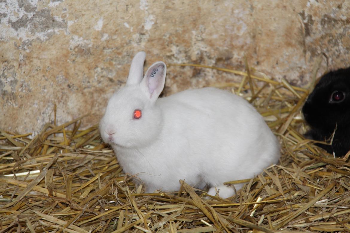 Kanin Sne (snemand) *hermelin* billede 5