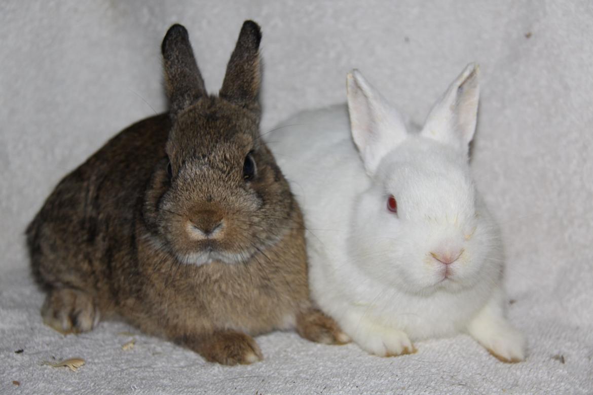 Kanin Sne (snemand) *hermelin* billede 6