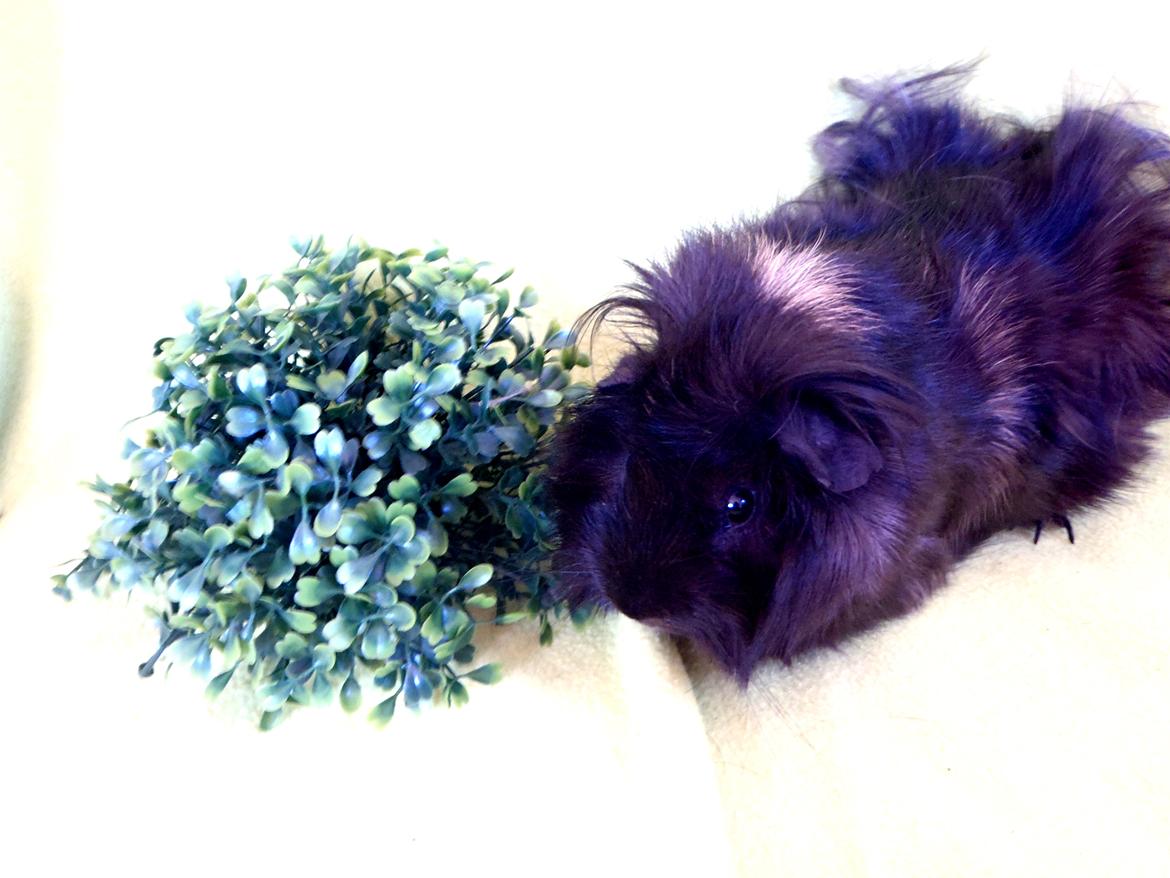 Marsvin Antonio Von Curia billede 5