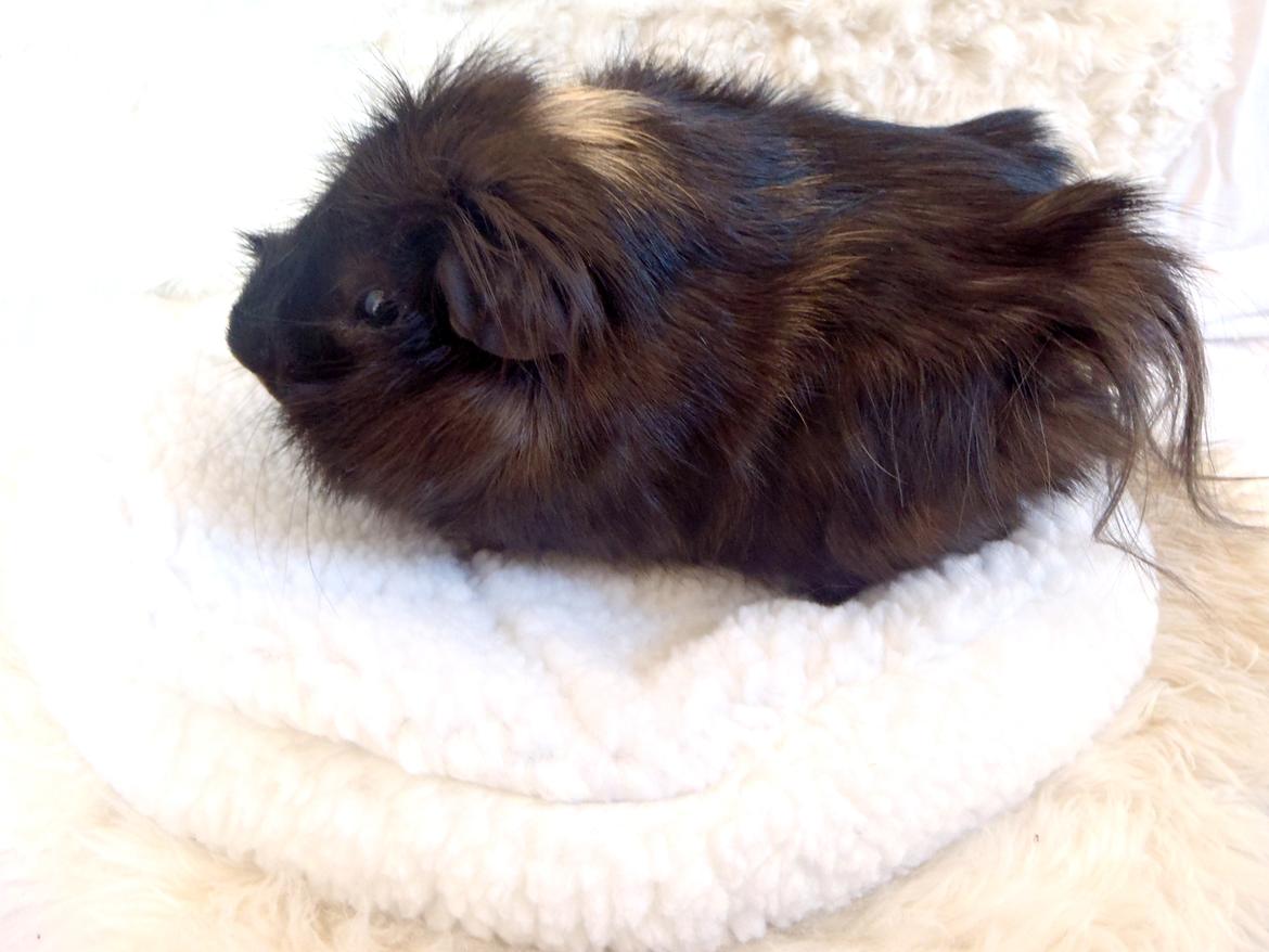 Marsvin Antonio Von Curia billede 6