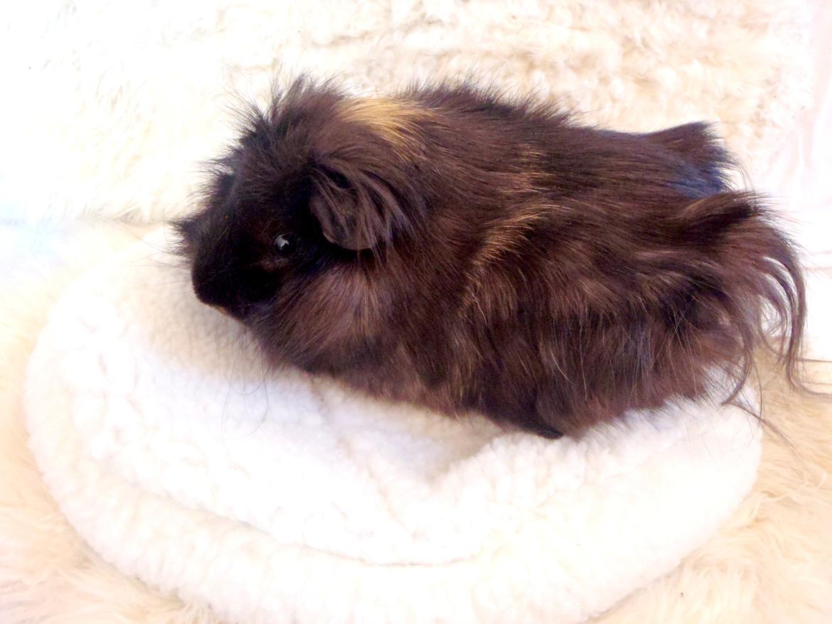 Marsvin Antonio Von Curia billede 7