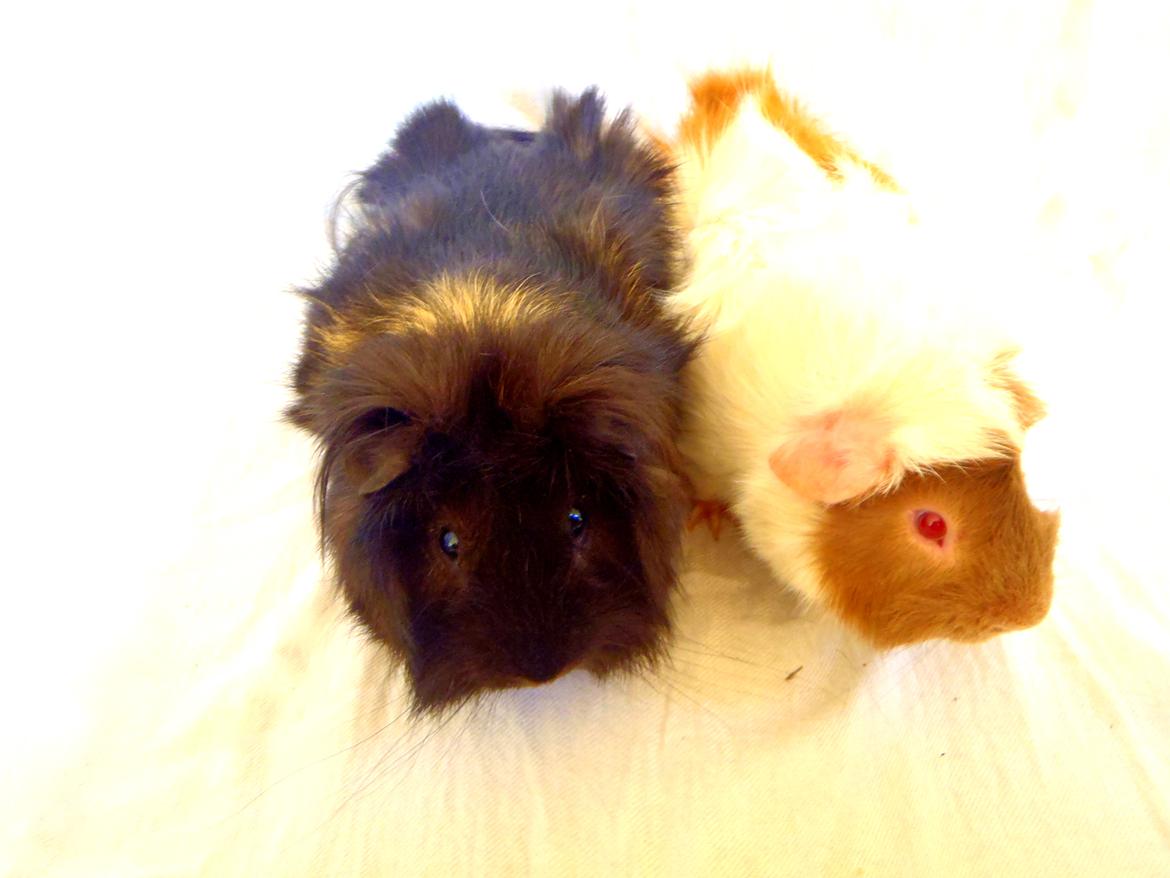 Marsvin Antonio Von Curia billede 8