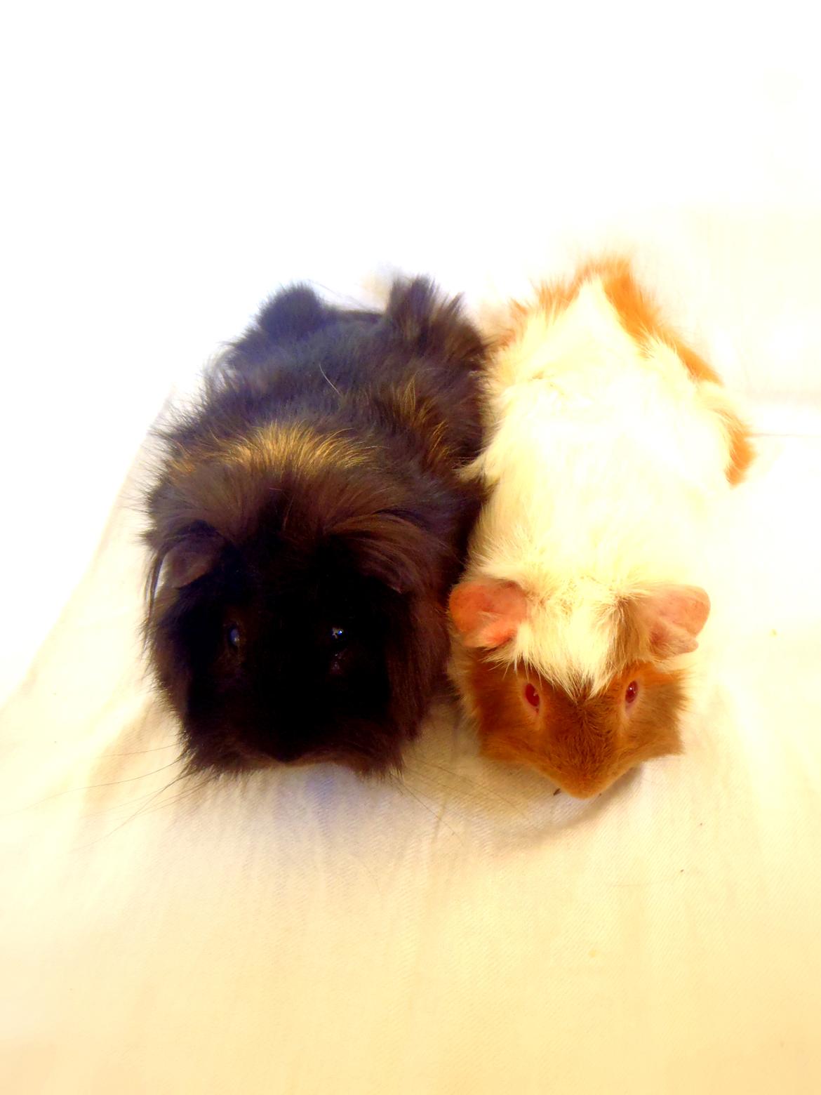 Marsvin Antonio Von Curia billede 10