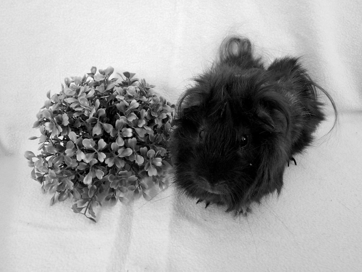 Marsvin Antonio Von Curia billede 11