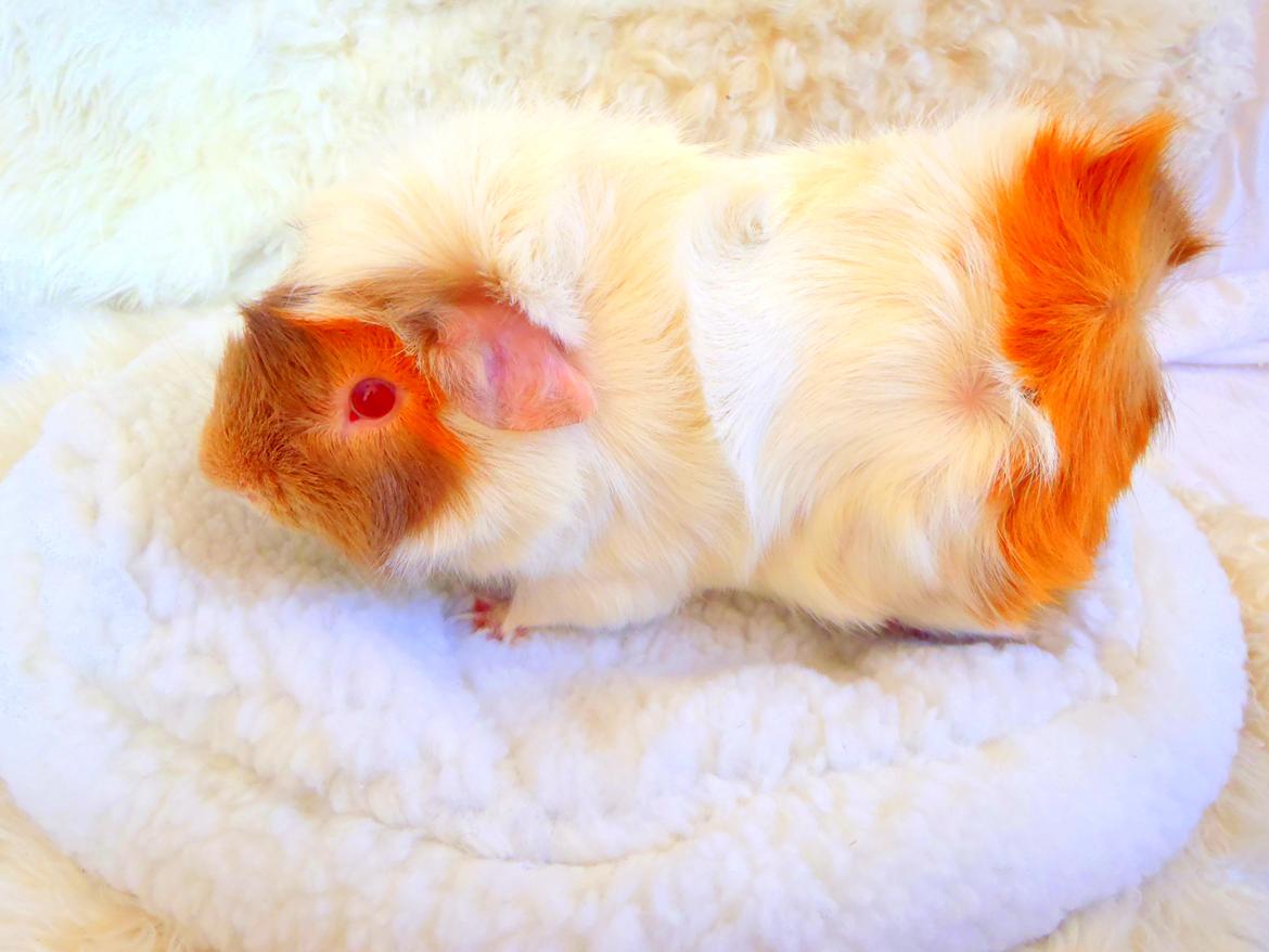 Marsvin Clinton Von Curia billede 4