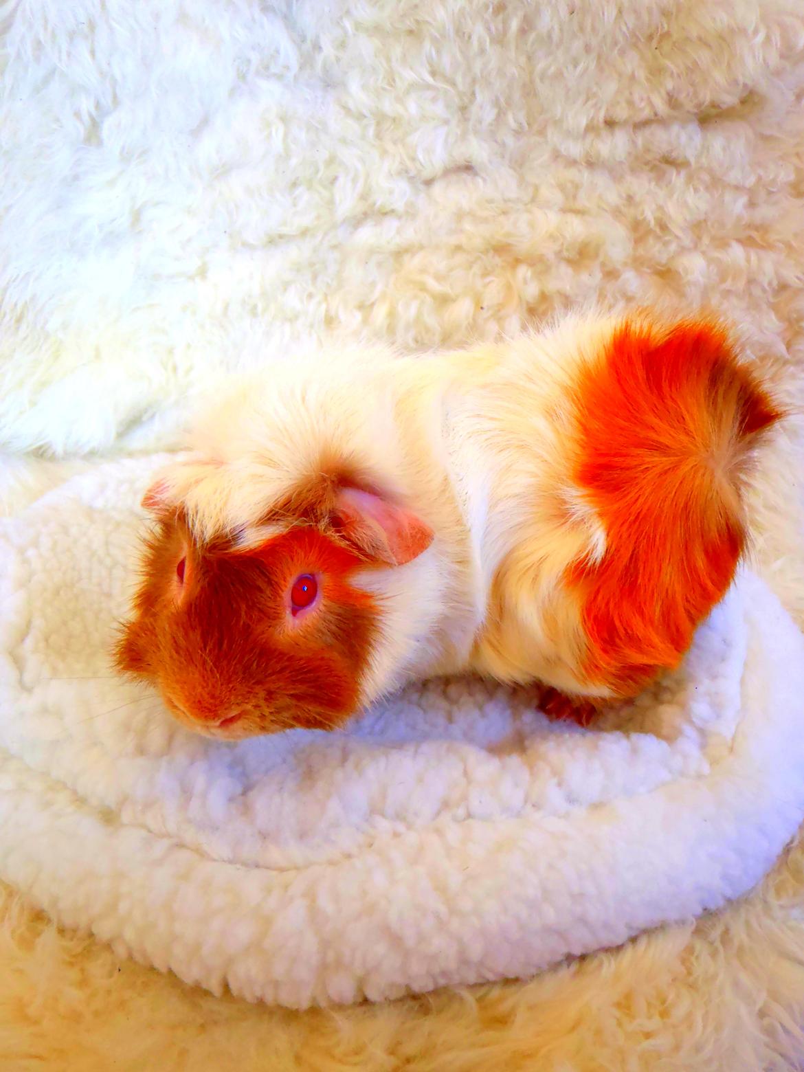 Marsvin Clinton Von Curia billede 5