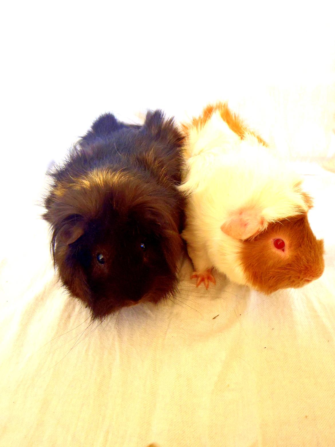 Marsvin Clinton Von Curia billede 7