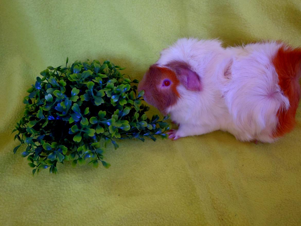 Marsvin Clinton Von Curia billede 9