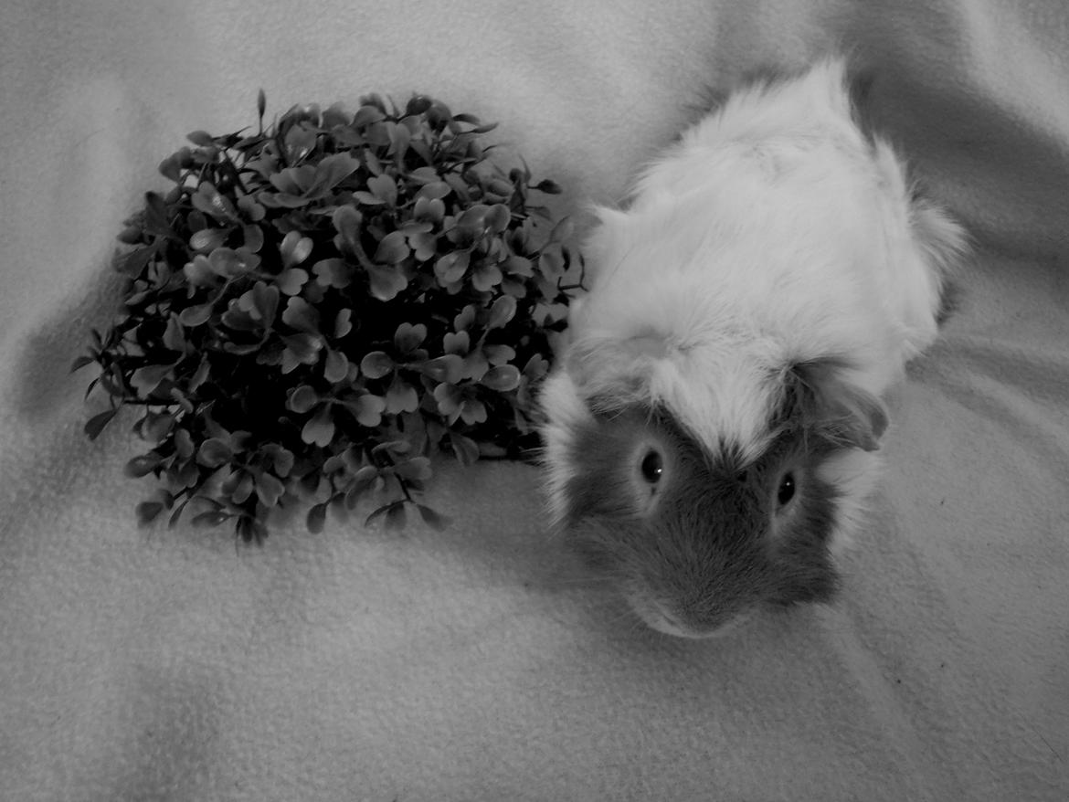 Marsvin Clinton Von Curia billede 10