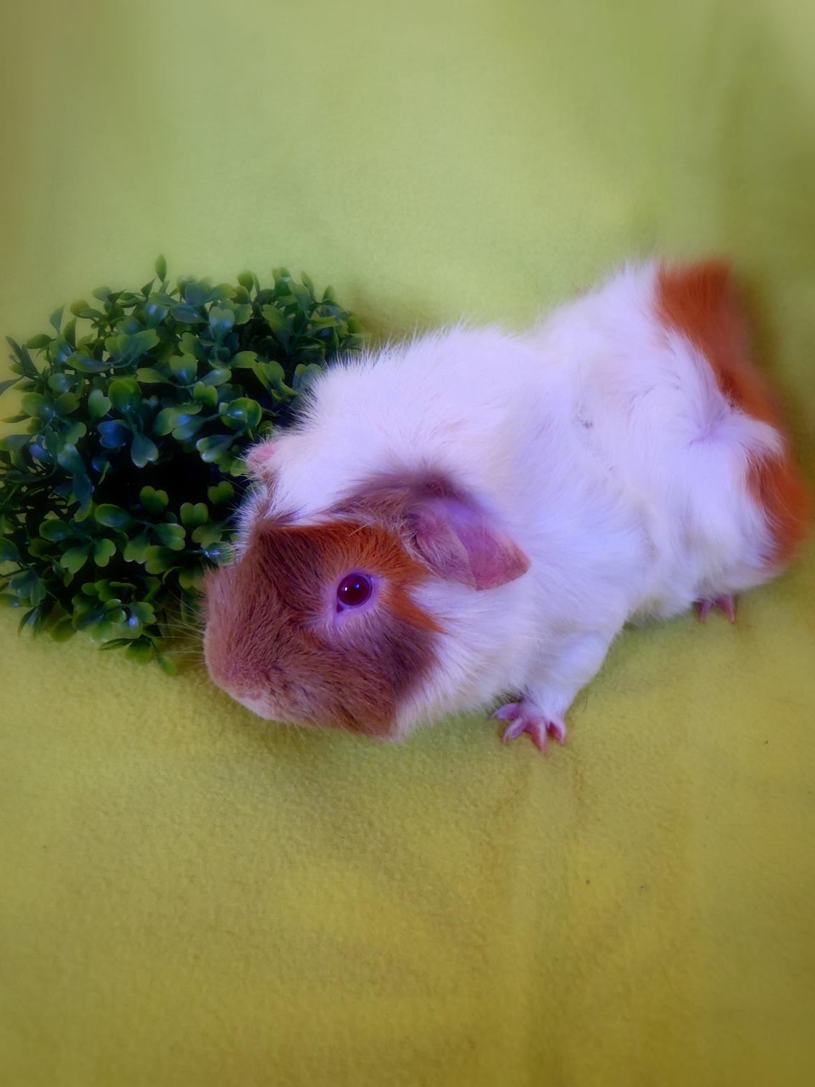 Marsvin Clinton Von Curia billede 11