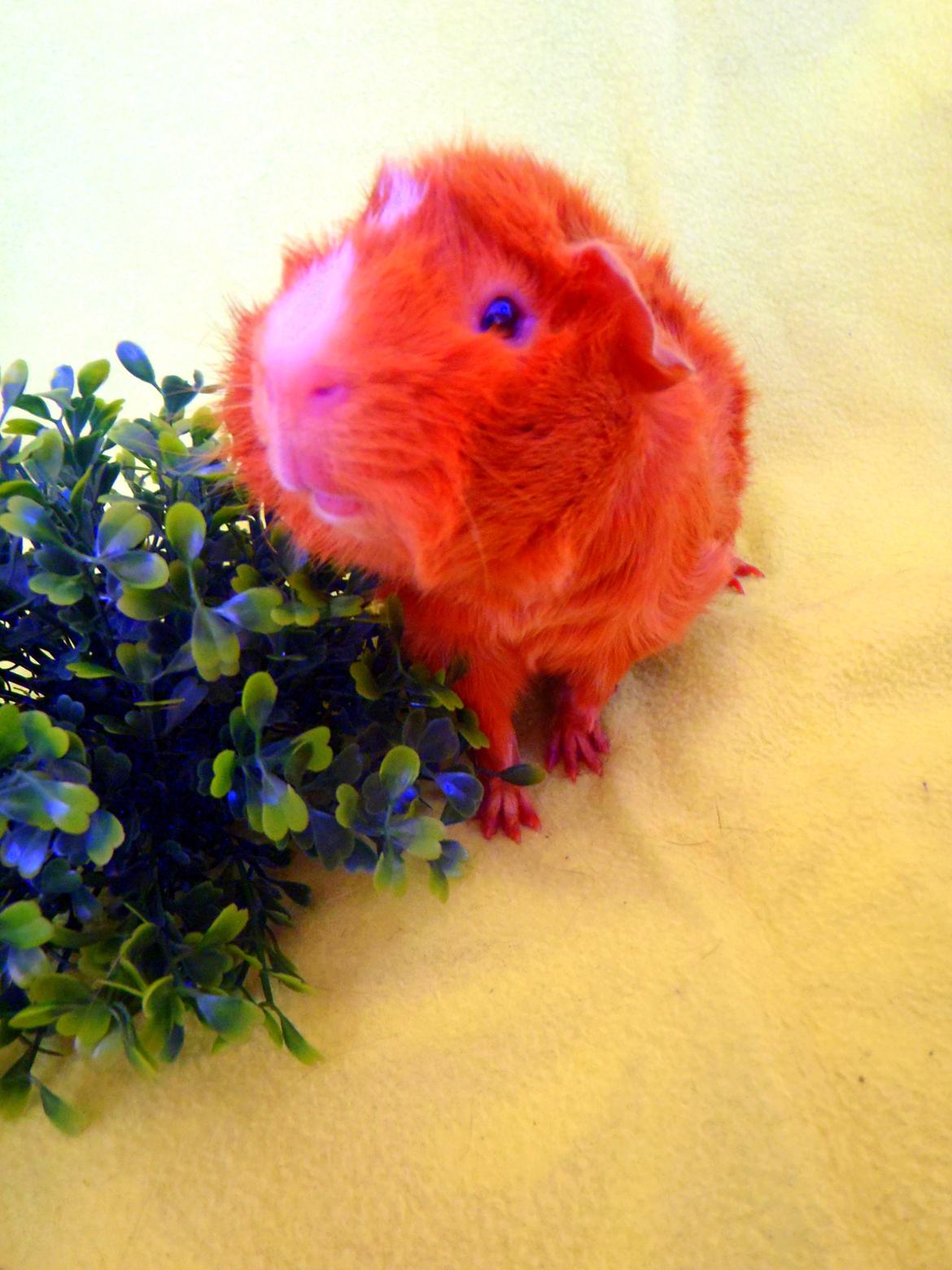 Marsvin Hugo Von Curia billede 4