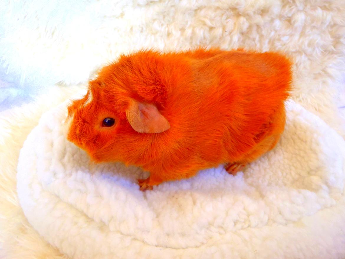 Marsvin Hugo Von Curia billede 5