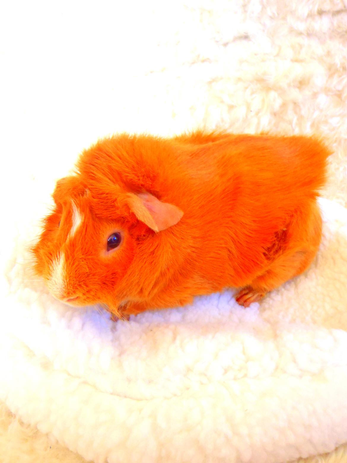 Marsvin Hugo Von Curia billede 6