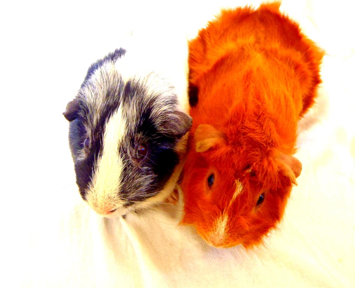 Marsvin Hugo Von Curia billede 7