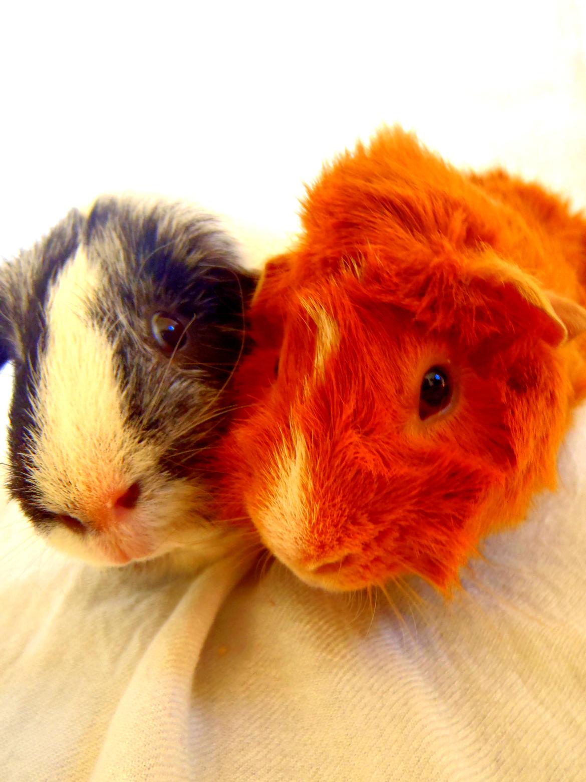 Marsvin Hugo Von Curia billede 8